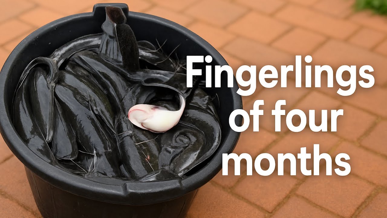 HOW WE HAVE MANAGED OUR CATFISH FROM FINGERLINGS IN THE SPACE OF FOUR MONTHS