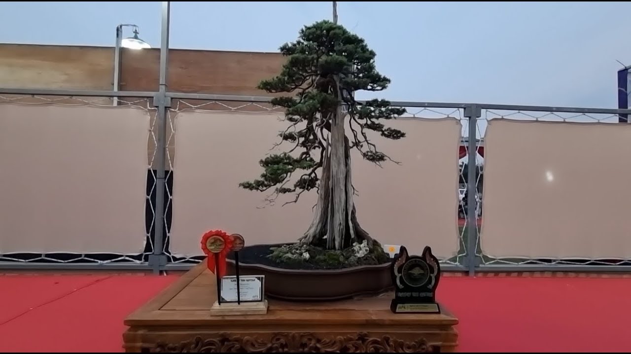 Kontes - Pameran Bonsai Nasional (PAMNAS) Bogor 