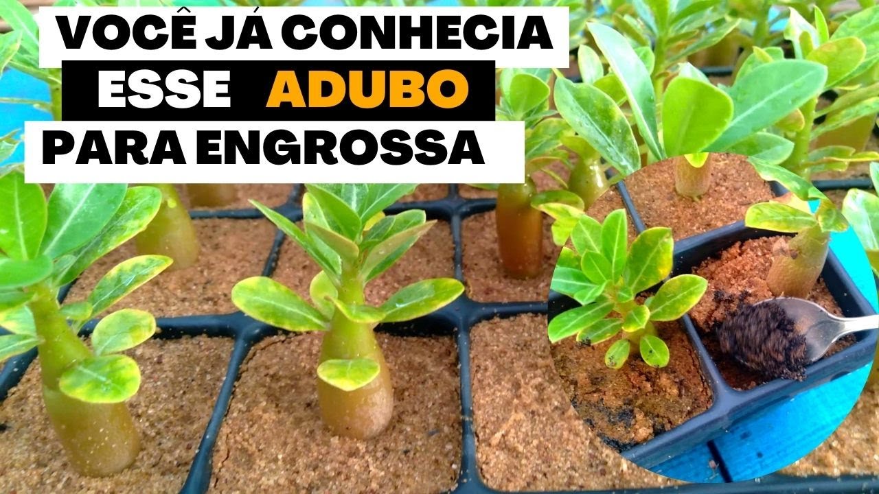 Mudinhas de Rosa do deserto Gordinha com esse ADUBO