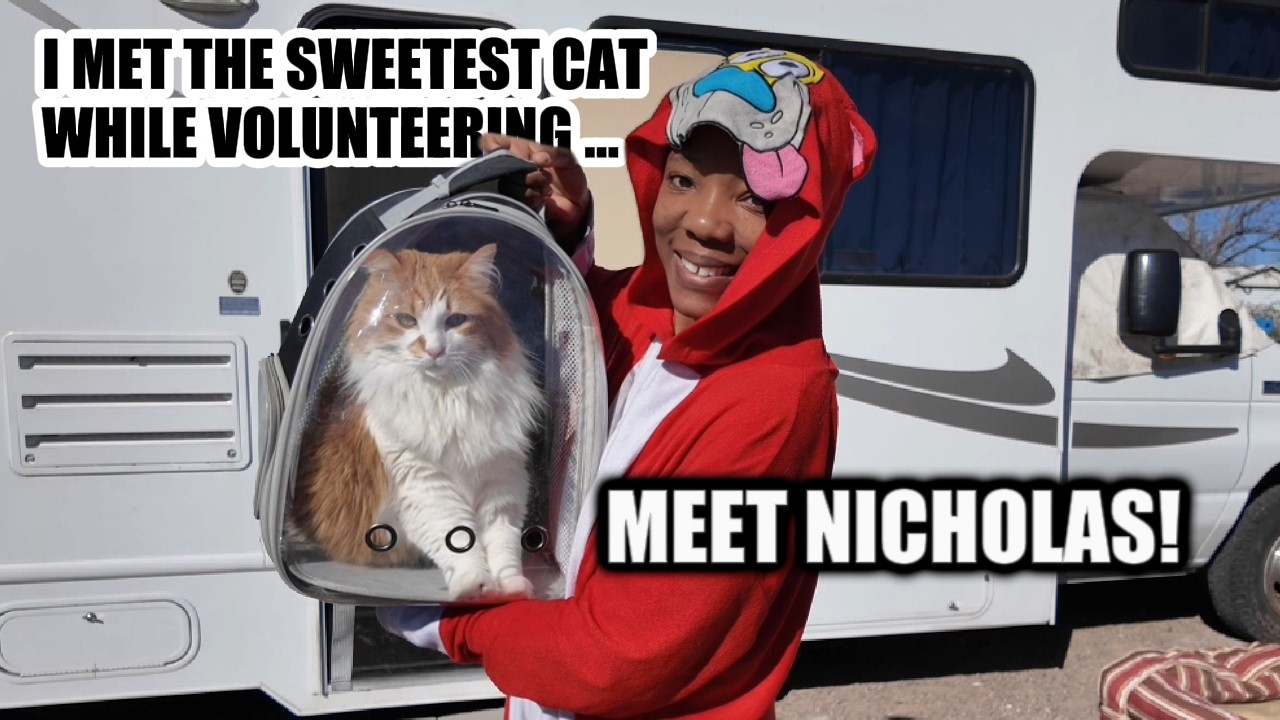 Fostering A Rescue Cat For A Night | RV Workcamping at an Animal Shelter