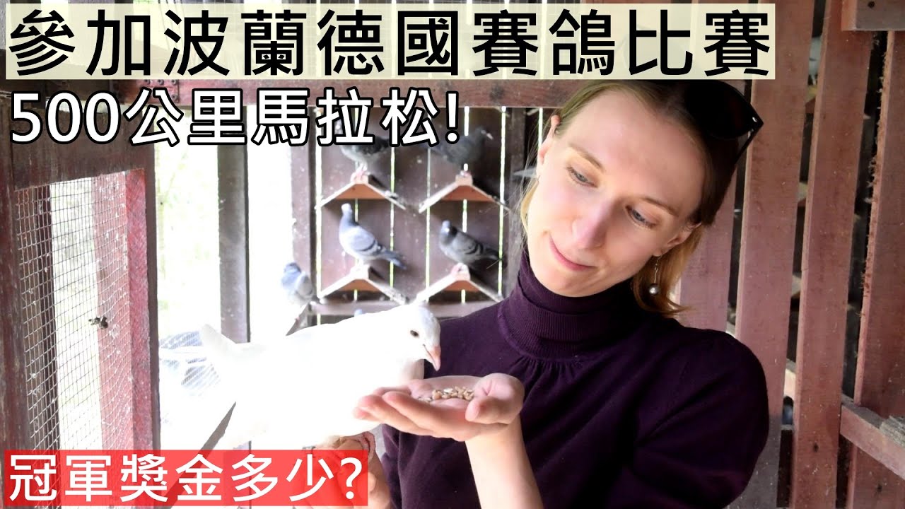 我們參加了歐洲賽鴿比賽，德國波蘭500公里馬拉松！冠軍獎金有多少？(Eng Sub) 500-km Pigeon Racing from Germany to Poland