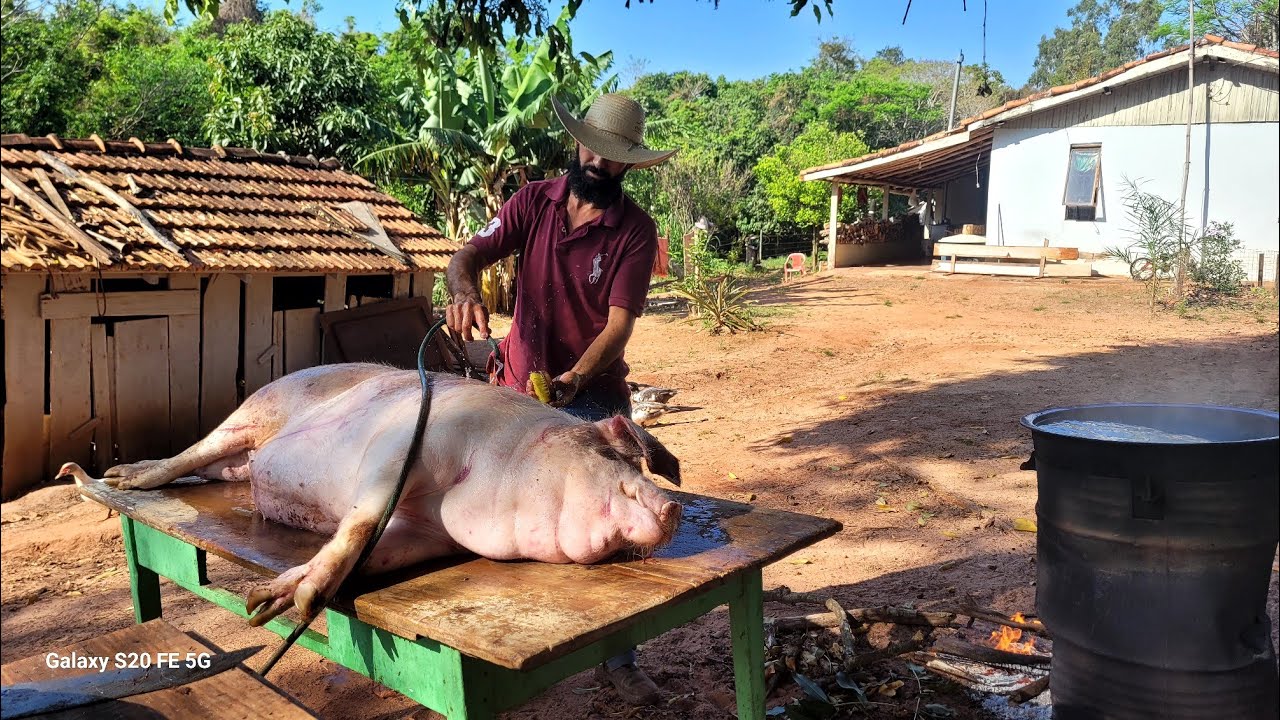 carnea&ccedil;&atilde;o de porco, almo&ccedil;o na ro&ccedil;a, muito calor mais deu tudo certo. s&iacute;tio tem fartura