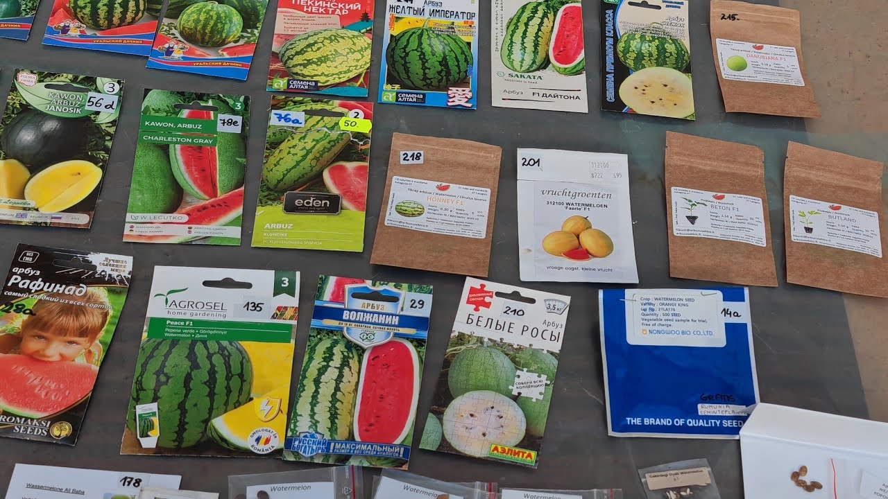 🍉 Wysiewam dziś arbuzy - nigdy tak wcześnie nie siałam, ale...  15.III.2026r