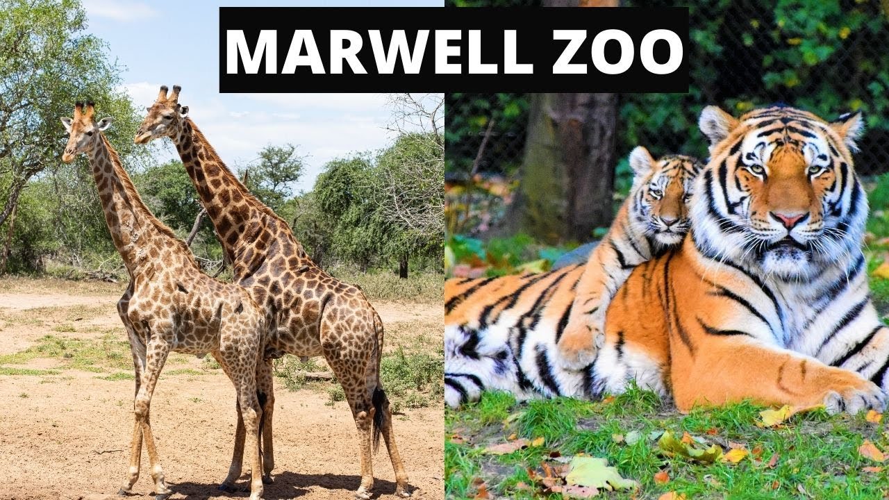 Marwell Zoo | Winchester | England | Get closer to the natural world at Marwell Zoo | Space Intel