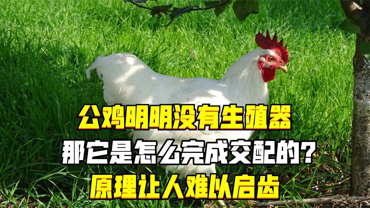 公雞明明沒有生殖器，那它是怎么完成交配的？原理讓人難以啟齒