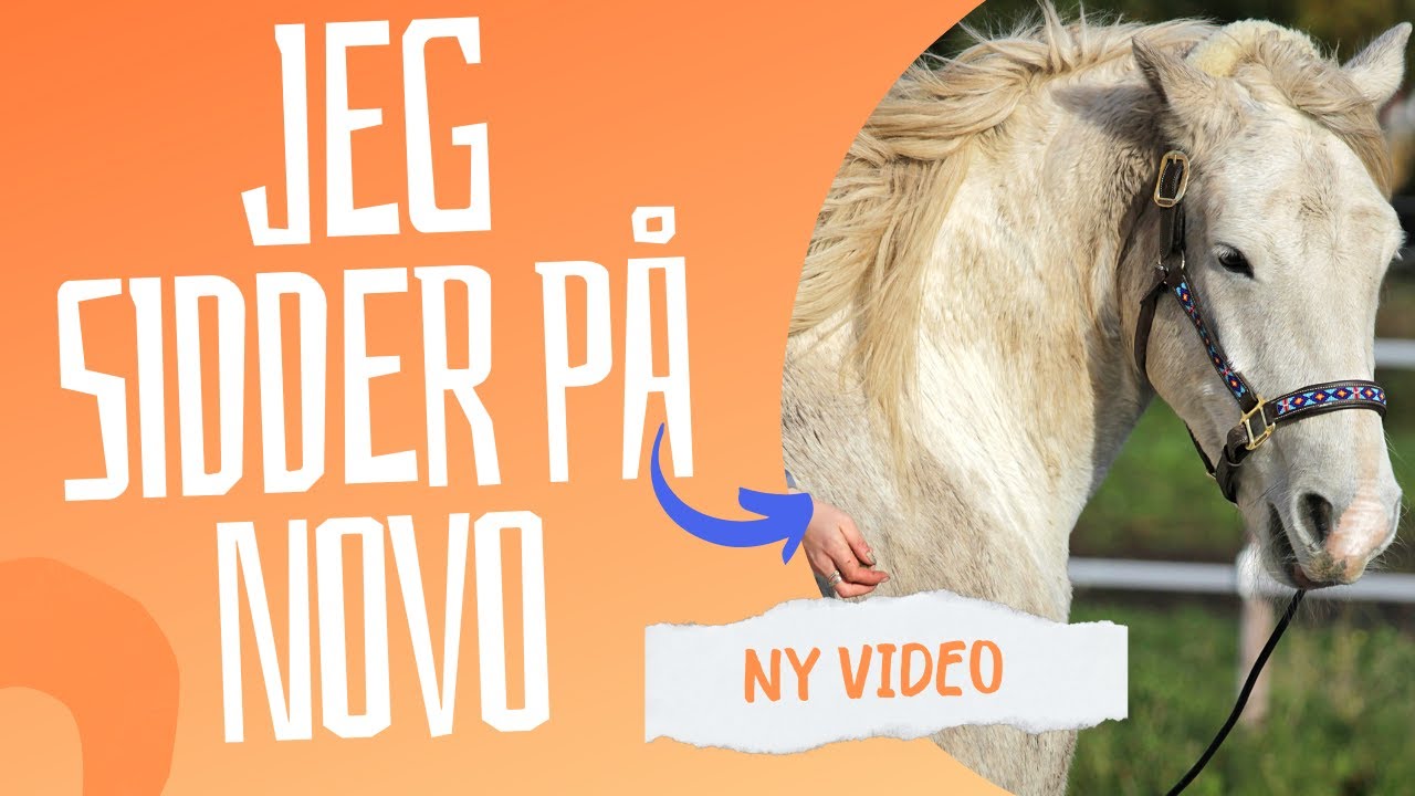 Update på projekthesten Novo...