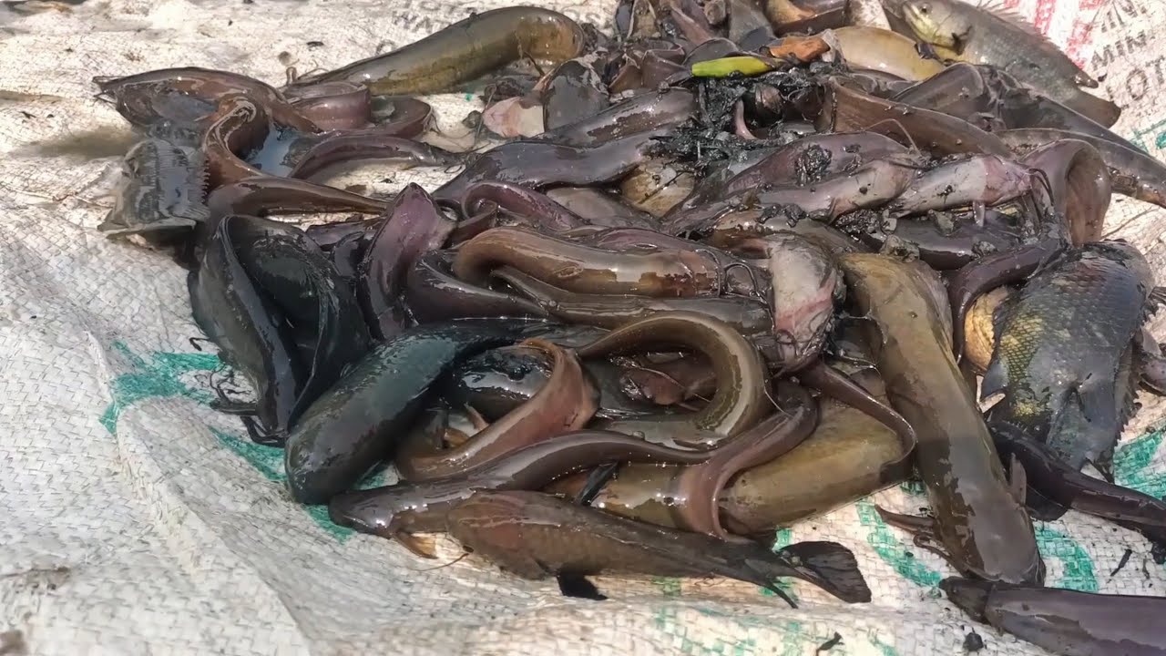 পুকুরের টাটকা সিং মাছ ধরার দৃশ্য 😱🐟#Fishingtime