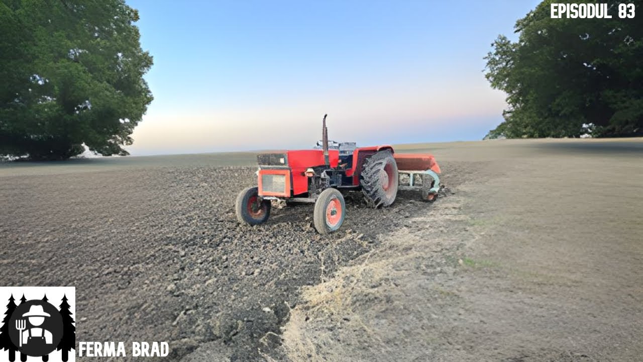 La semanat triticale  cu UTB445