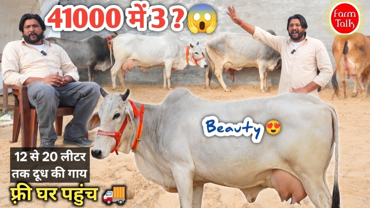 41000 में 3 😱 कैसे? 20 लीटर तक दूध की गाय ✨ Sahiwal Rathi Tharparkar Cow ✨ Bhadu Dairy Farm Talk 