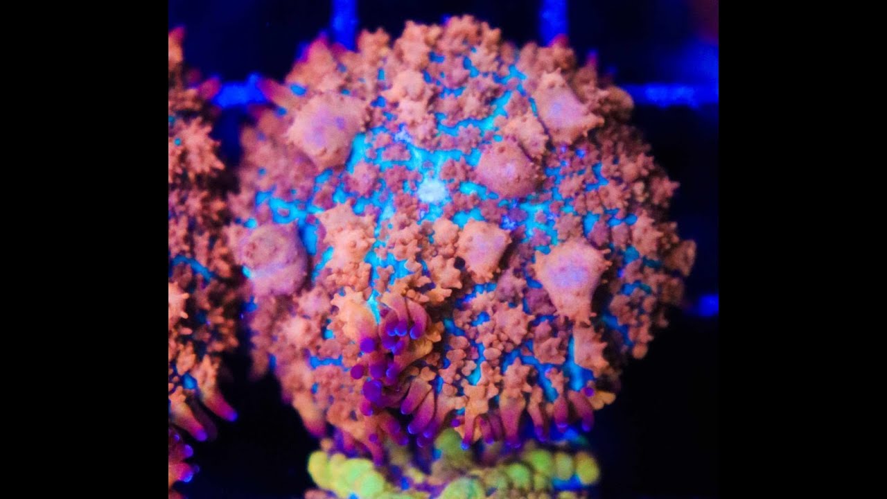 Bounce Mushrooms