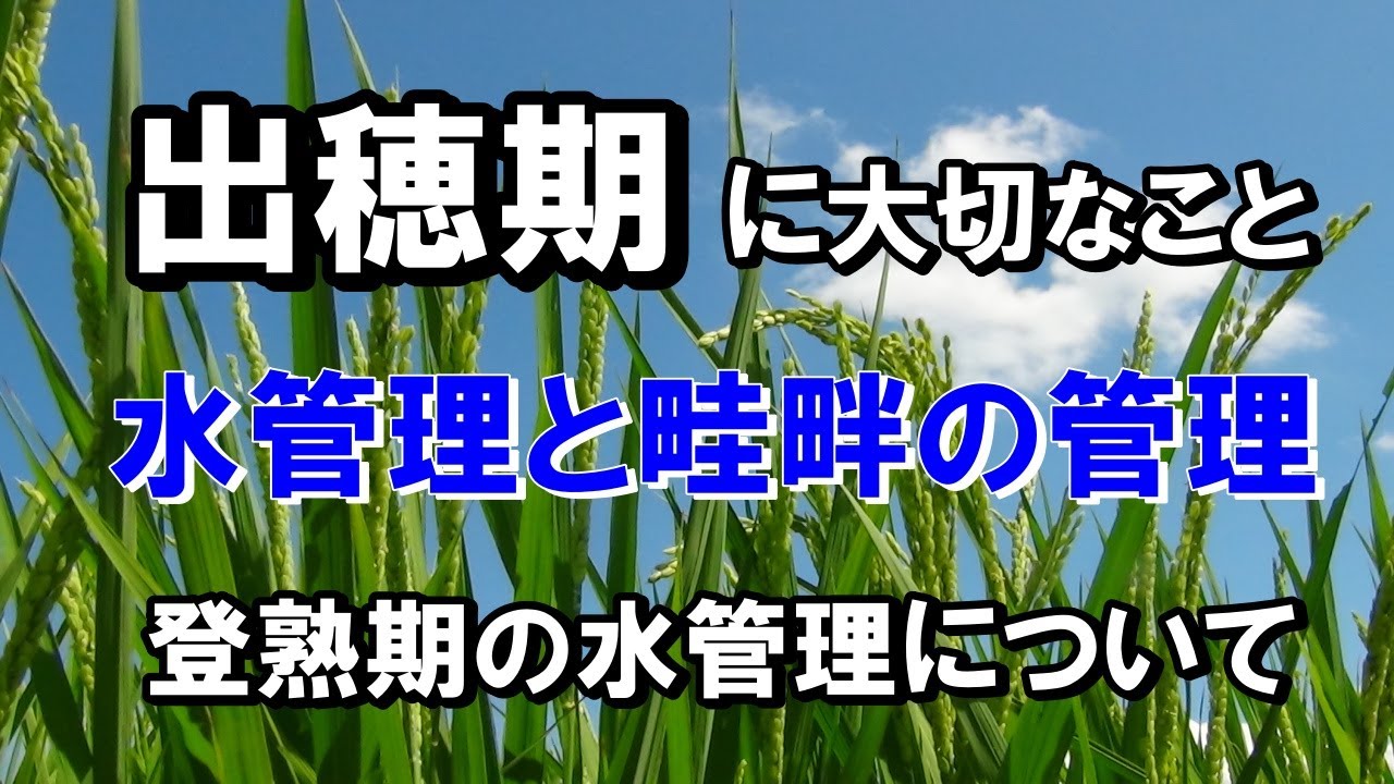 【出穂・受粉】出穂期に大切なこと！水管理と畦畔の管理・・そして登熟期の水管理について