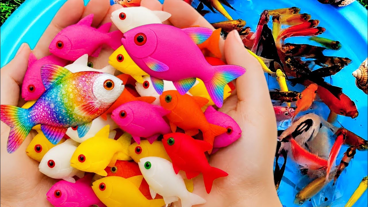 SUPER CUTE!! I Found So Many Beautiful Colorful Fish! Angelfish, Molly, Guppy,Koi,  Betta & Goldfish