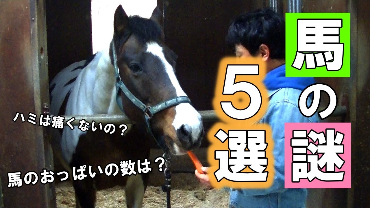 いまさら聞けない馬の謎5選。(馬のおっぱいはどこにある？）