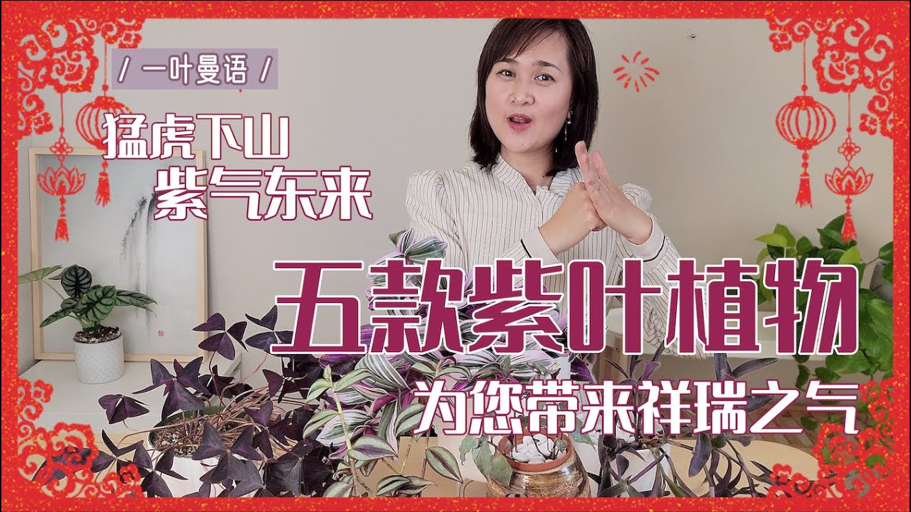 紫气东来 中国新年推荐五款紫叶植物 Five Plants with Purple Leaves for Chinese Lunar New Year