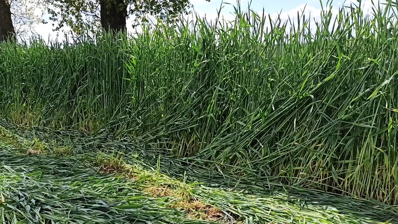 Żyto hybrydowe na kiszonkę dla simentali.