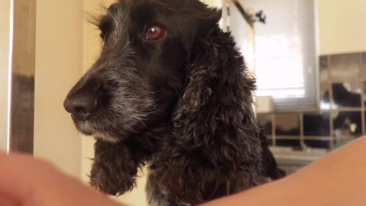 Tyler's first home groom - Part 2! Masterclip Cocker Spaniel clipper set & Showmate dog Trimmer #dog