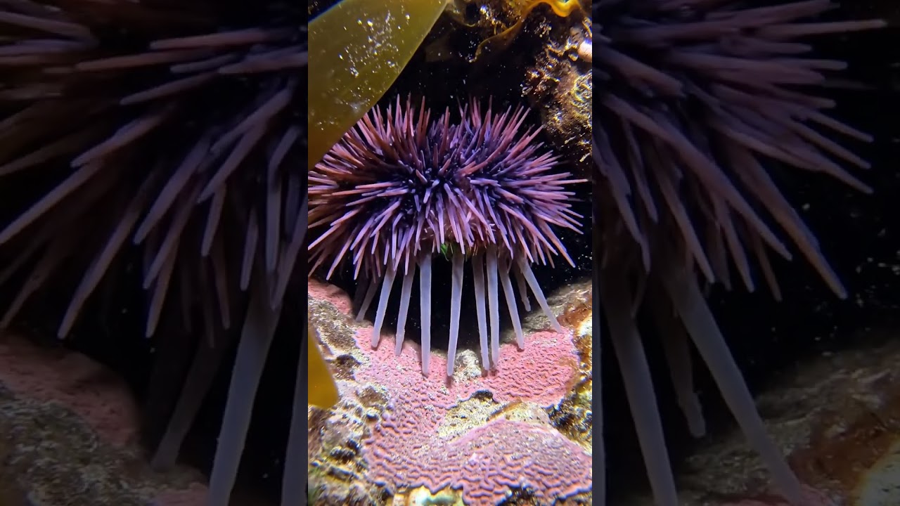 Purple Sea Urchin in Real Time | Silent Underwater Observation