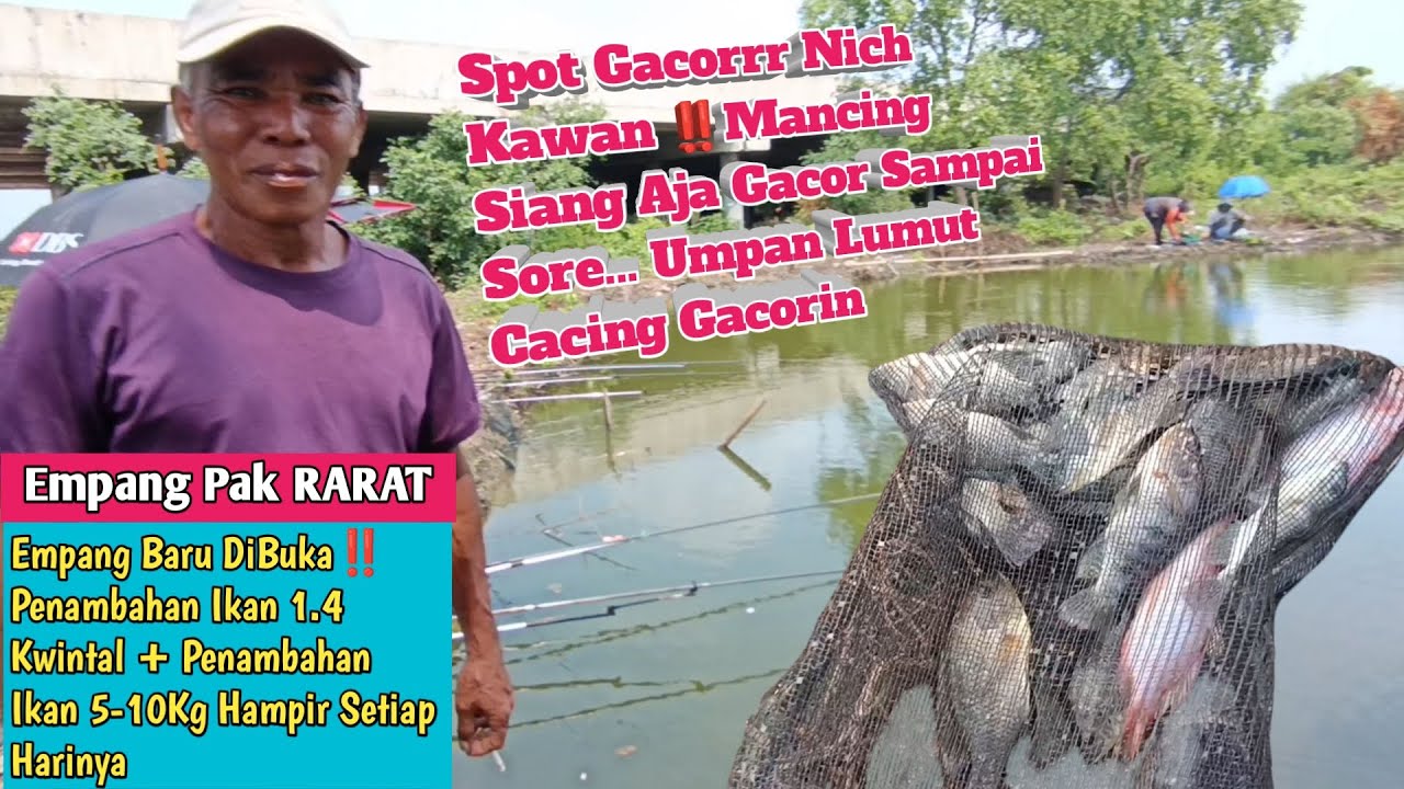 Spot Gacoorr Nich Kawan‼️Datang Siang Aja Gacoorrnya Sampai Sore ✅ Empang Pak Rarat Tiket 20K