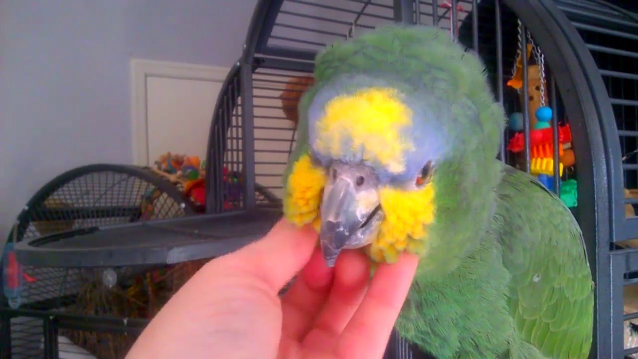 Rico the orange winged Amazon being a real sweetie