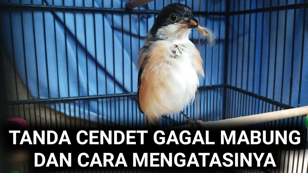 tanda cendet gagal mabung dan cara mengatasinya