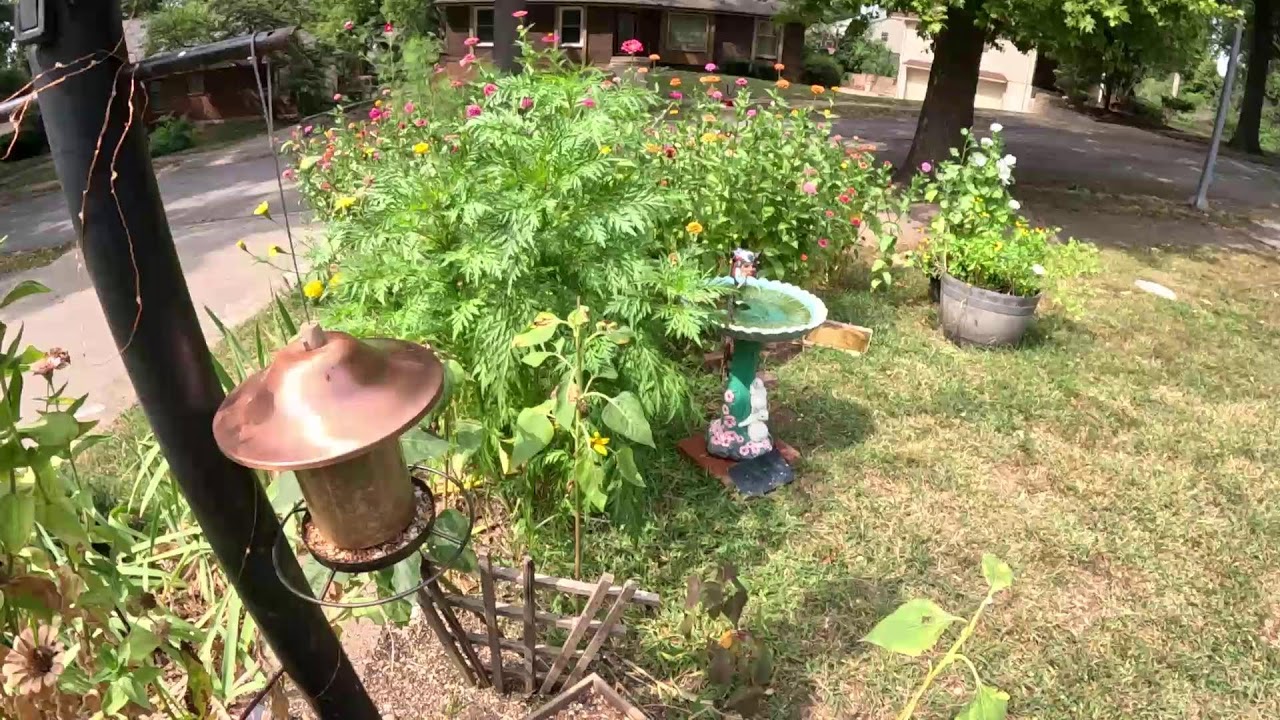 Wednesday Birdwatching Live: Relax and Observe Birds