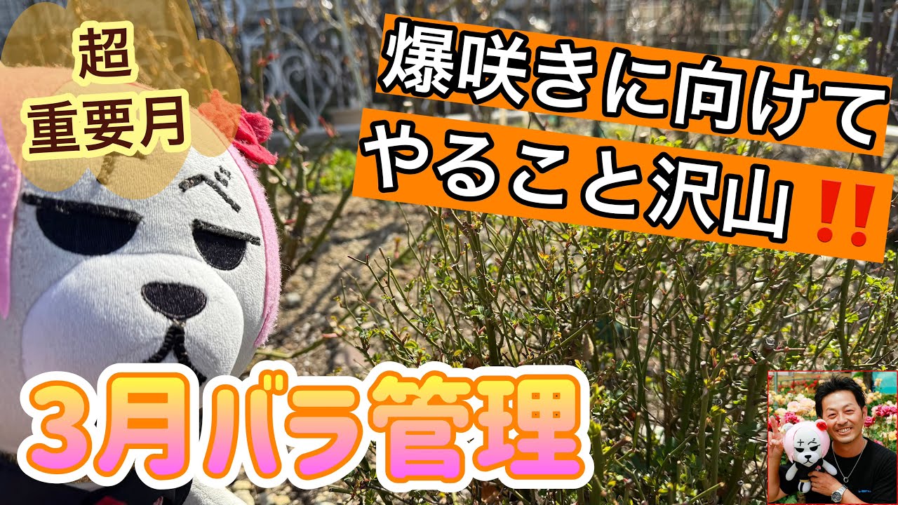 超重要な月‼️【3月バラ管理】春の爆咲きに向けてやること沢山😊🐻