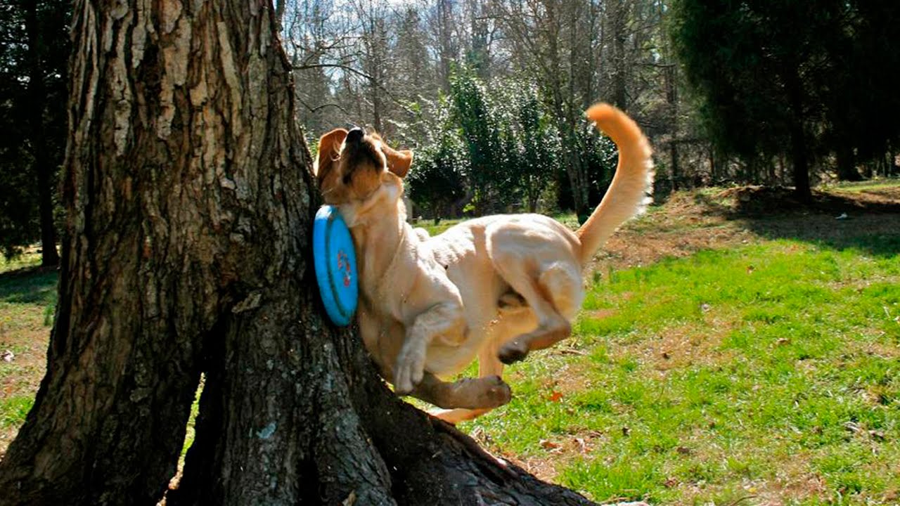 Dog Fetch Fails - Dogs Can't Catch And Fetch - Dog Fails Compilation