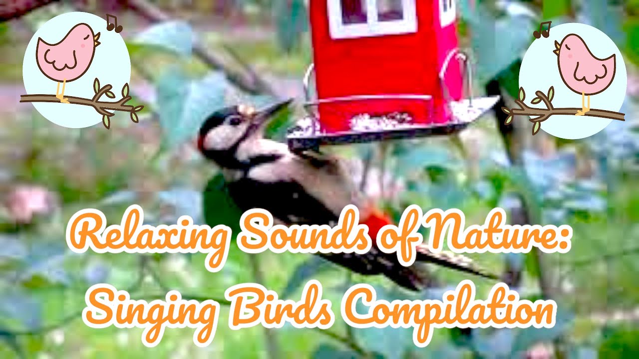 Relaxing Sounds of Nature: Singing Birds Compilation #singingbird #trending #viral  #sound