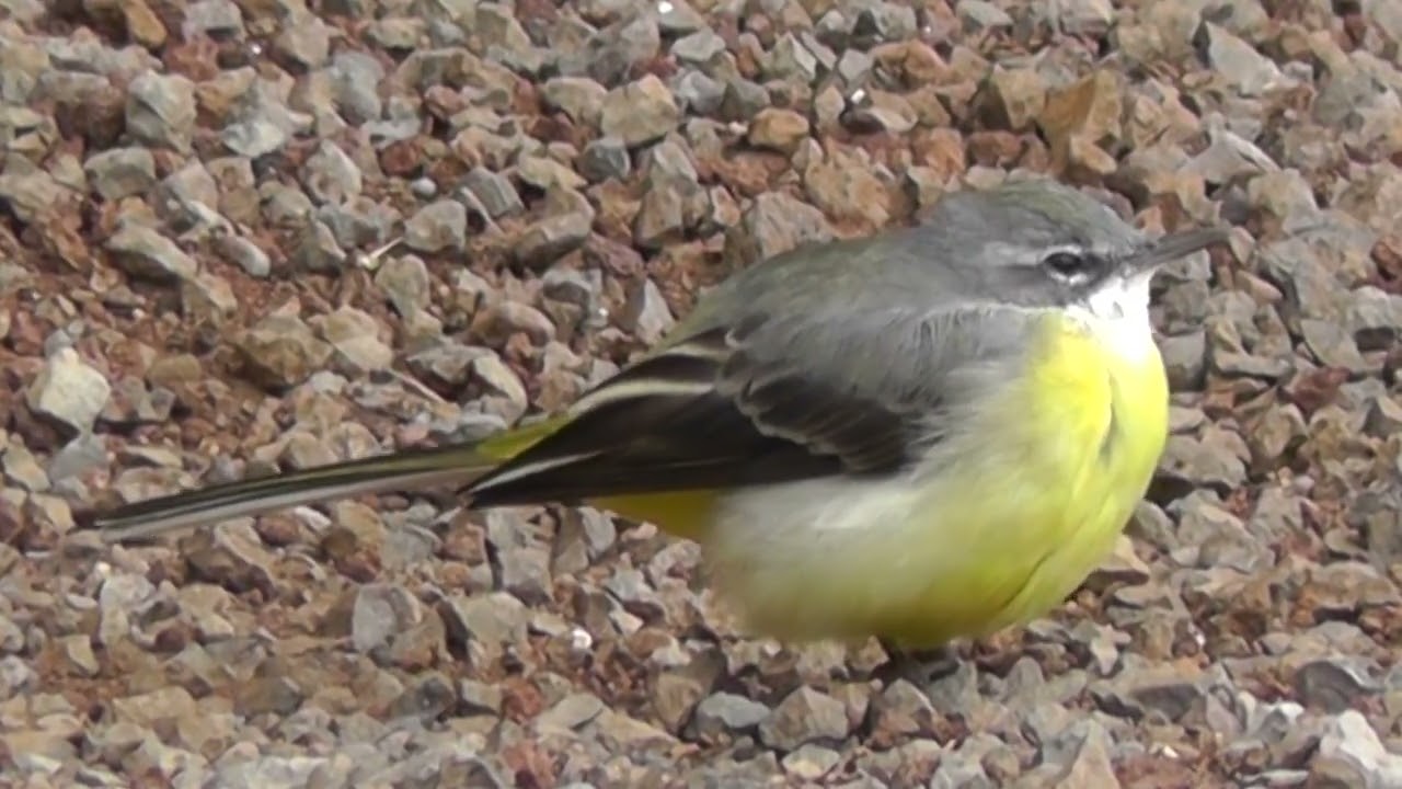 Birds of Britain and Europe - 26 - The Grey Wagtail