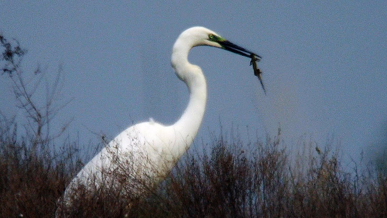 Малая белая цапля (Egretta garzetta) - Little Egret | Film Studio Aves