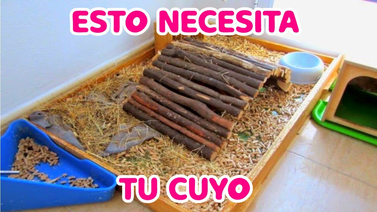 5 COSAS que tu CUYO NECESITA