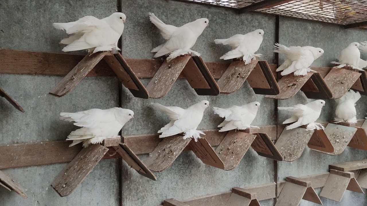 Russian Siberian and Omsk  Pigeons. Tel.+48 602 274 918.
