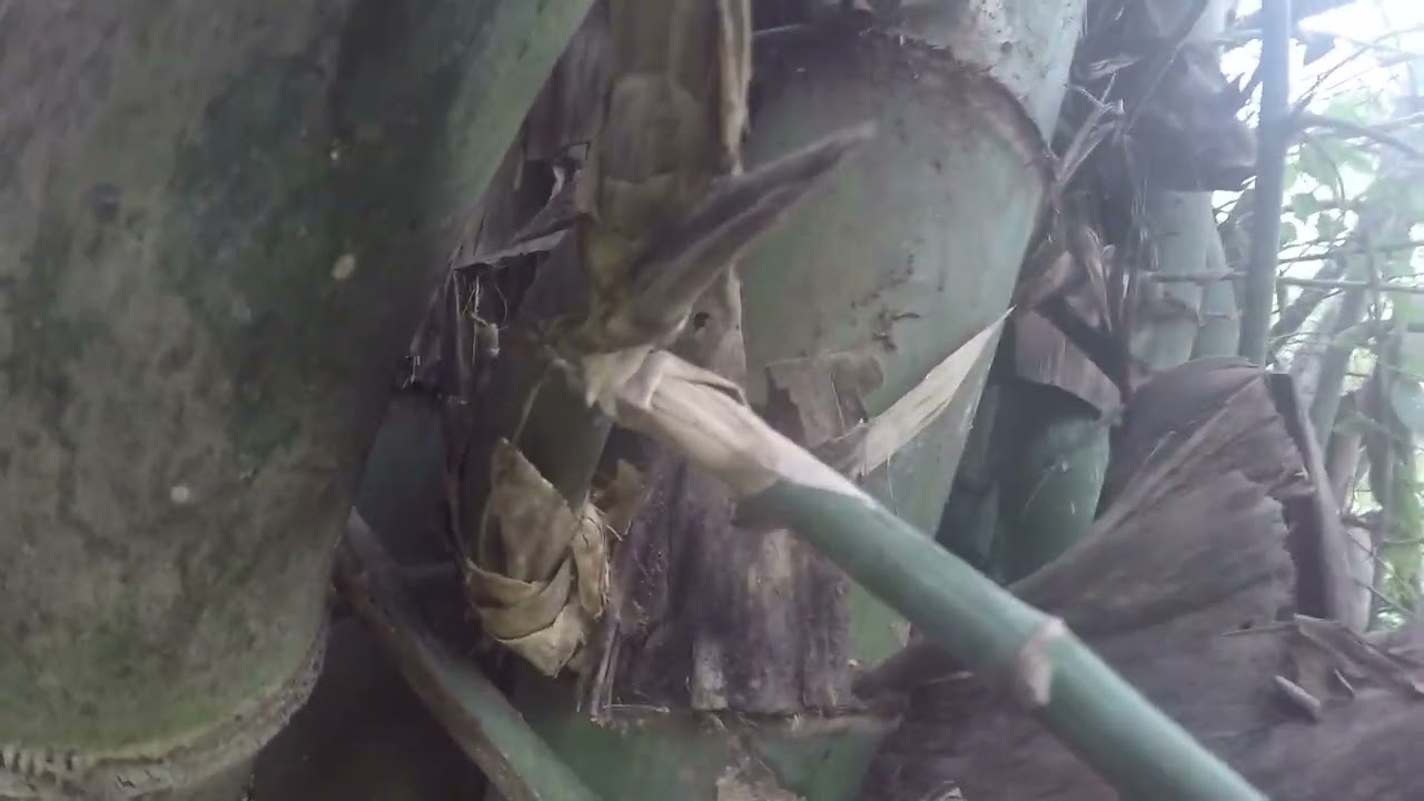 JIKA TAU BAMBU SEPERTI INI LANGSUNG DIAMBIL SIMBUL KEBERKAHAN DAN KEMAKMURAN ..
