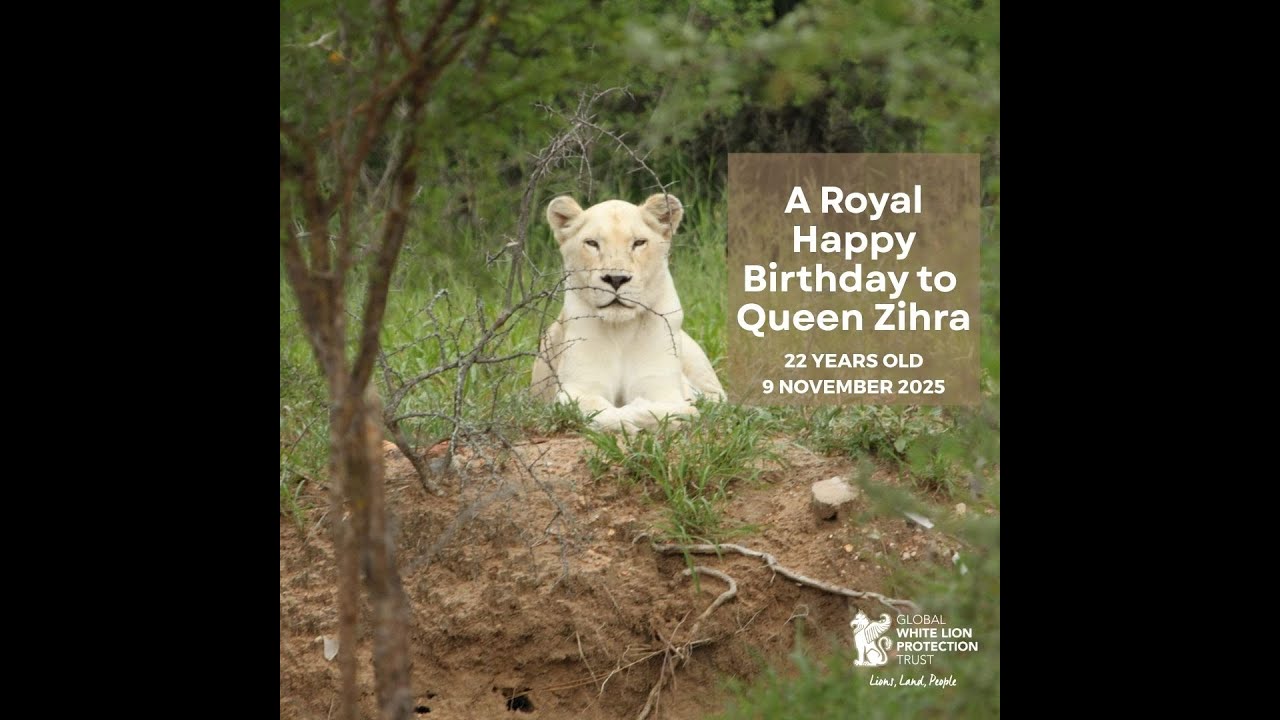 A Royal Birthday to Queen Zihra