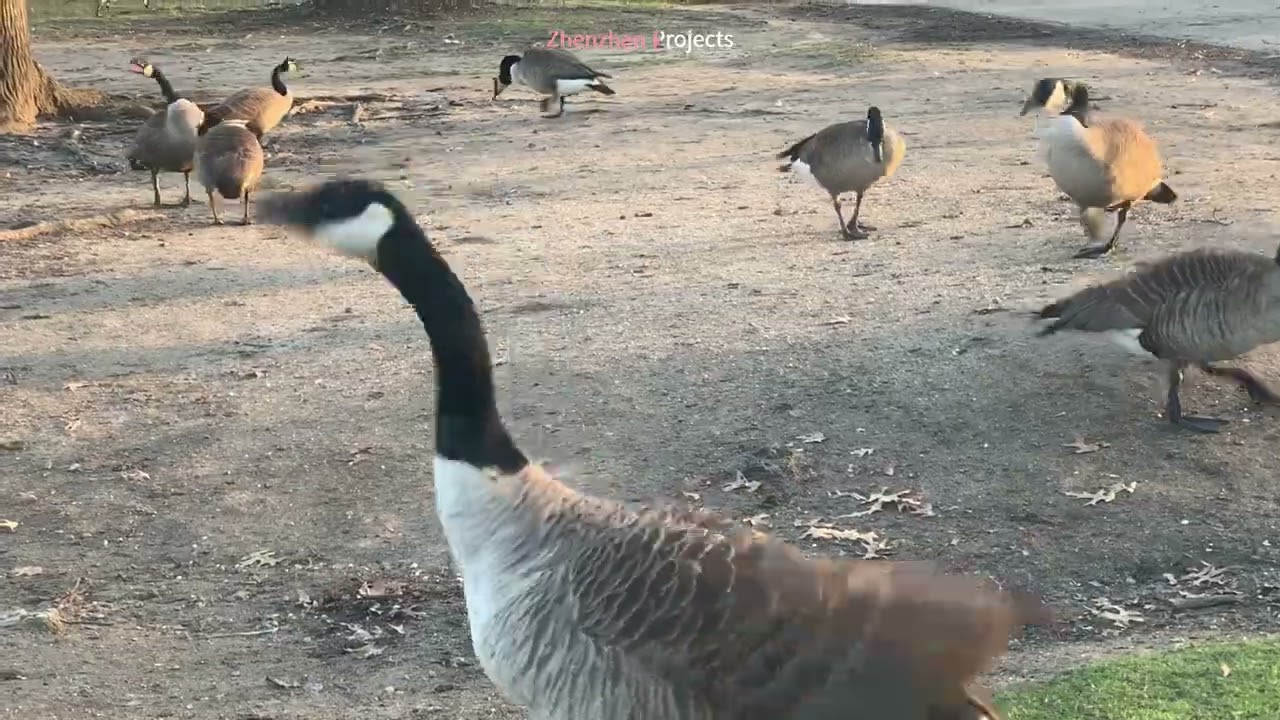 The wondrous natural world 52 #wildlife #Geese #Duck #Seagull #ZhenzhenProjects