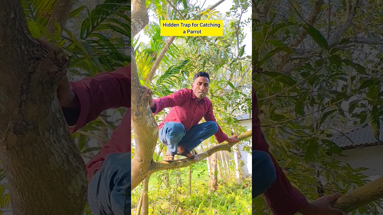Secret Parrot Trap #funny #comedy #shorts