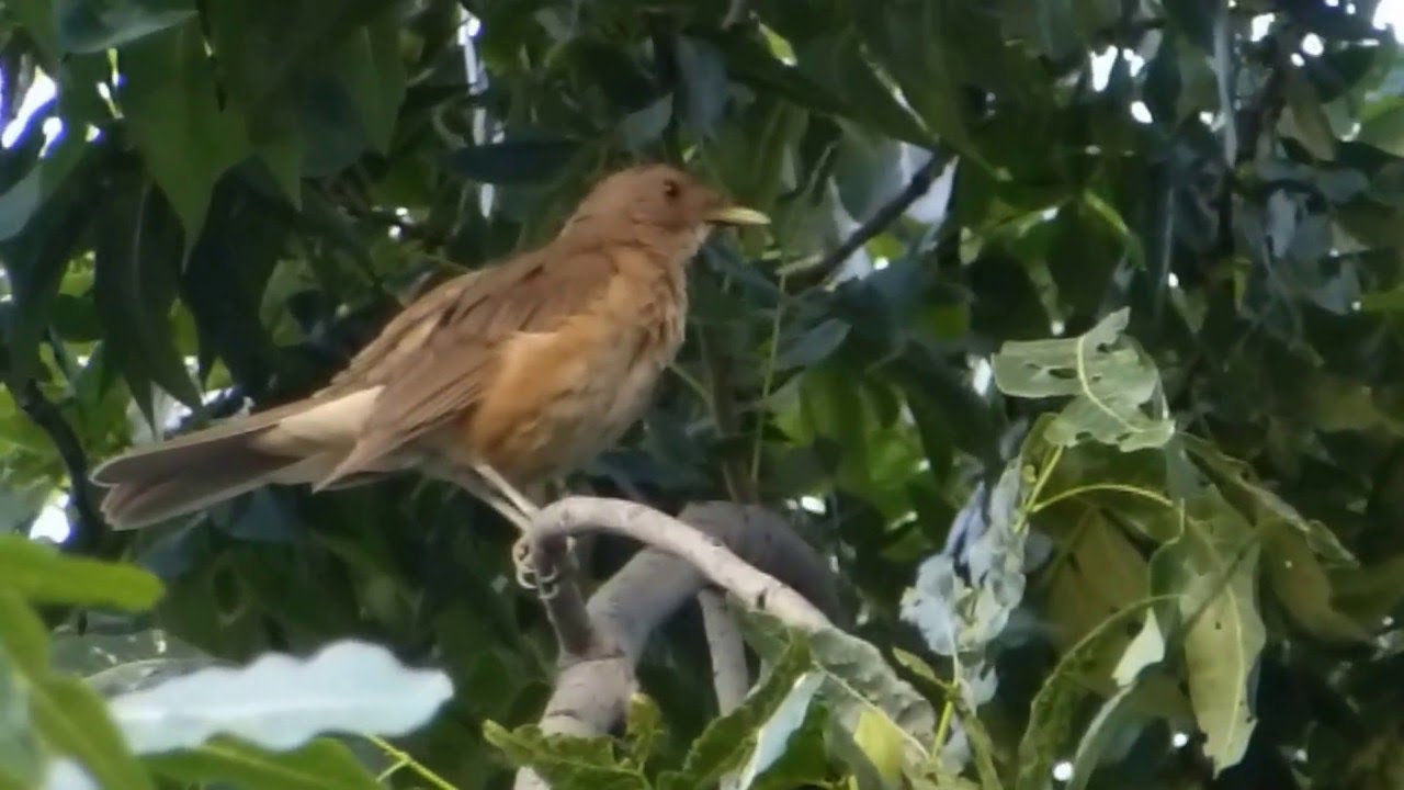 El canto del primavera