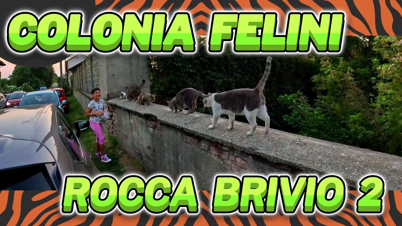COLONIA FELINI - ROCCA BRIVIO - 2