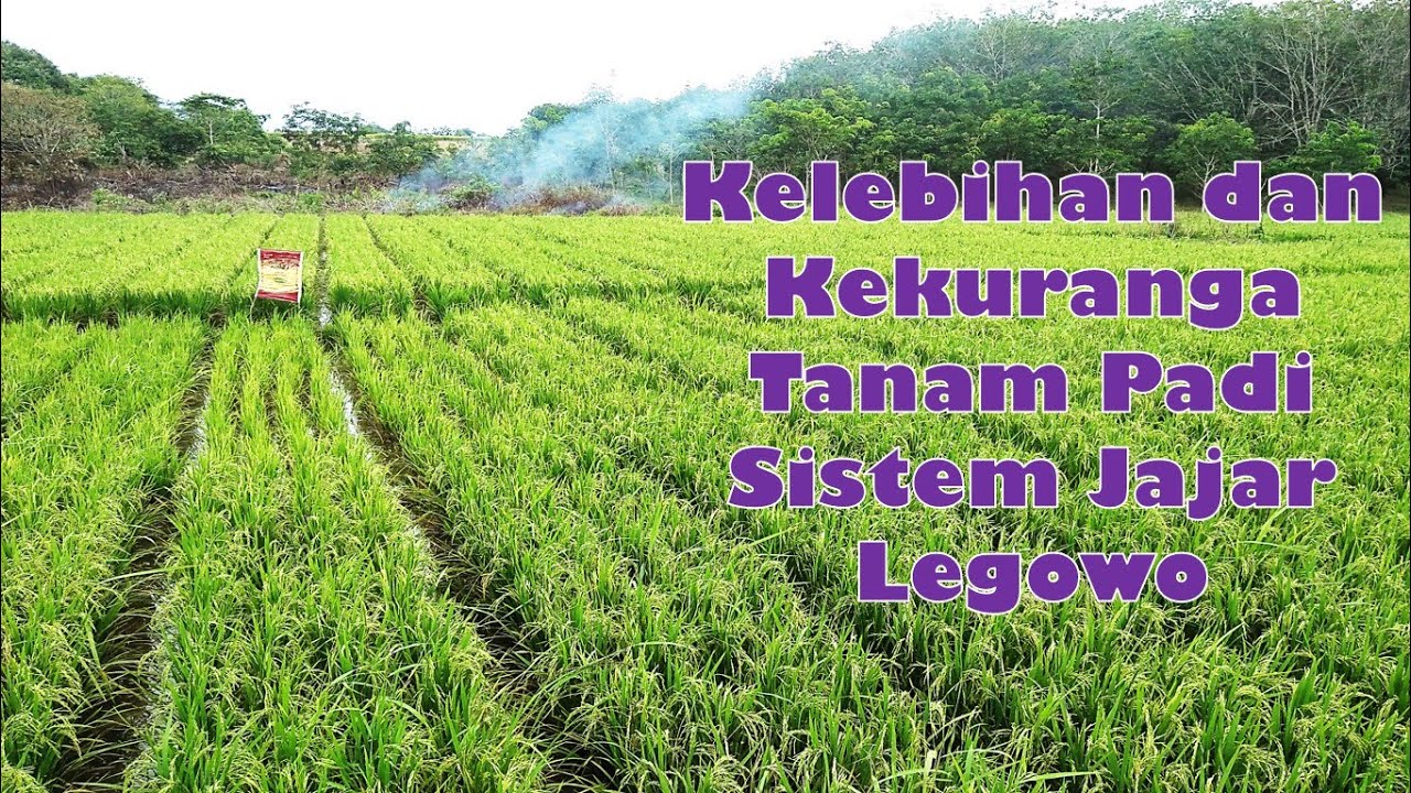 Kelebihan dan Kekurangan Tanam Padi Sistem Jajar Legowo (Jarwo)