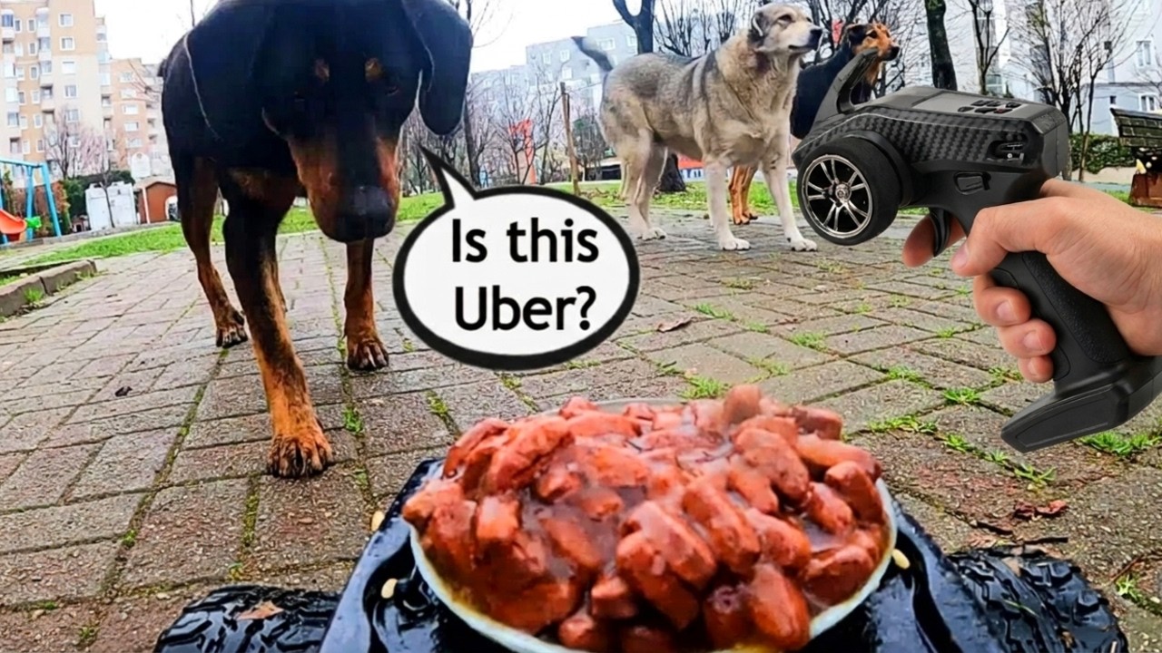 Feeding Stray Dogs with RC Car