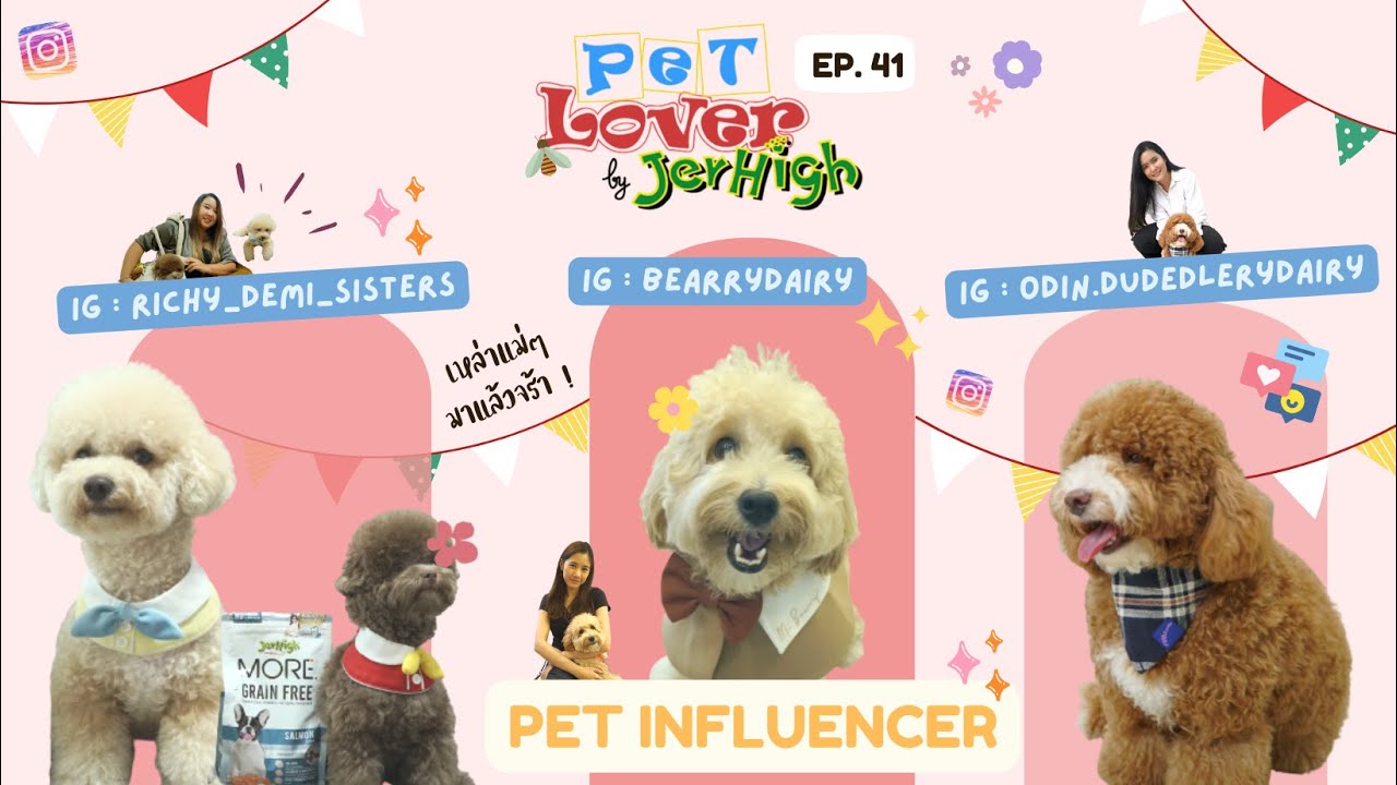 วิ่งเกือบทุกวัน แต่วันพุธเดิน (พุดเดิ้ล) | Pet Lover by Jerhigh  EP.41
