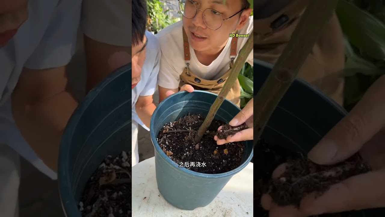 C&aacute;ch chắm s&oacute;c c&acirc;y hoa hồng bạn cần biết