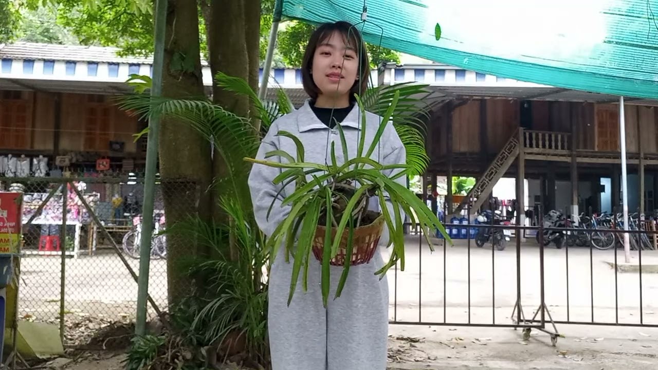 5/3 CÔ GIÁO VÙNG CAO BÁN LAN RỪNG GIÁ RẺ 0364773794 @ PHONG LAN RỪNG HÒA BÌNH 