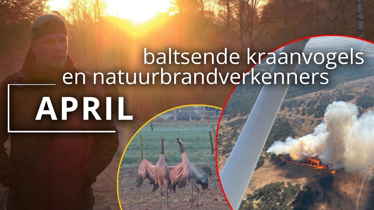 #100 - APRIL - baltsende kraanvogels en natuurbrandverkenners