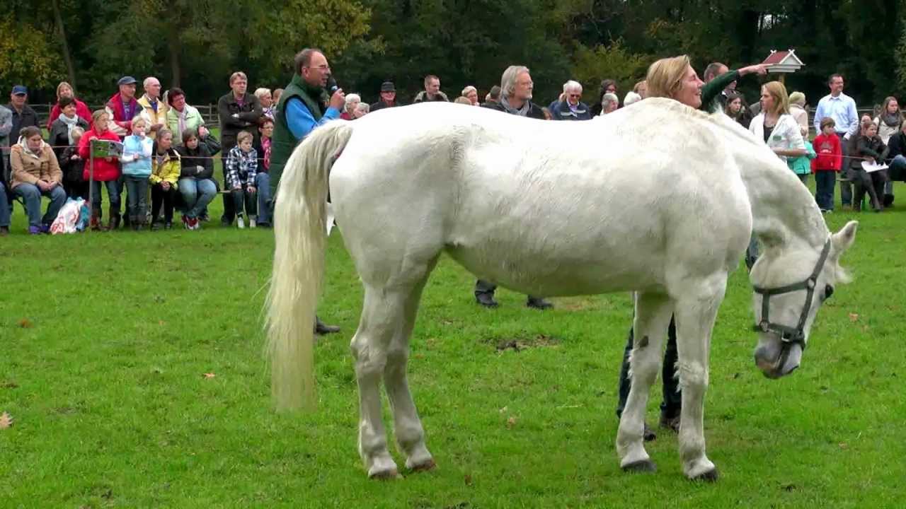 Paardenkamp Soest      HD