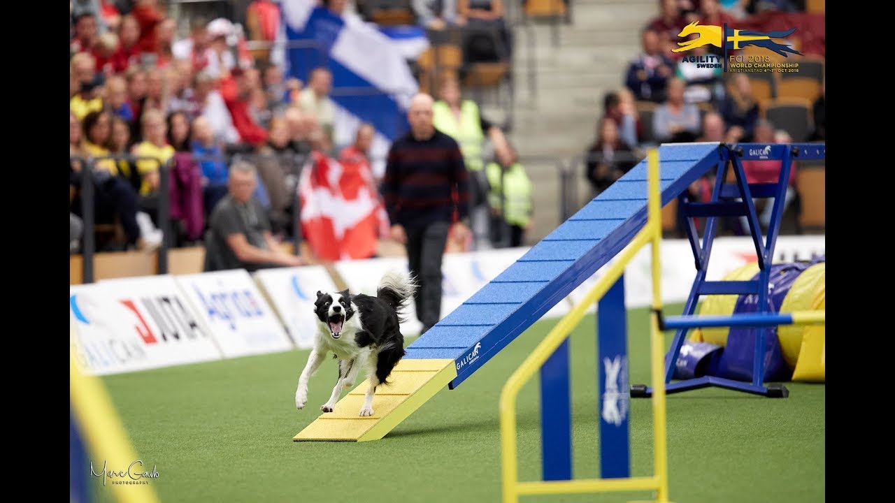 Anne Lenz with Itzi Bitzi Agility World Championship Vice Winner & Norwegian Open 2018 Winner