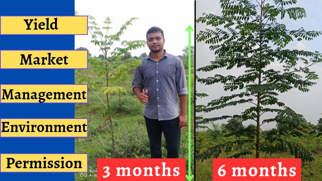Melia dubia tree farming | मालाबार नीम की खेती | host plant for Sandalwood (चंदन) #teakwoodfarming