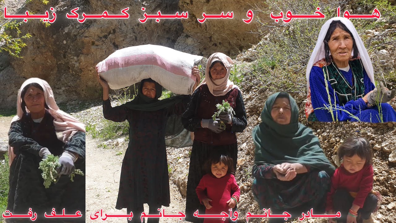 وقت کار و جمع آوری علف برای گوسفندان و گاو 🐏🐏🐏🐄🐄🐄❤️❤️❤️❤️❤️