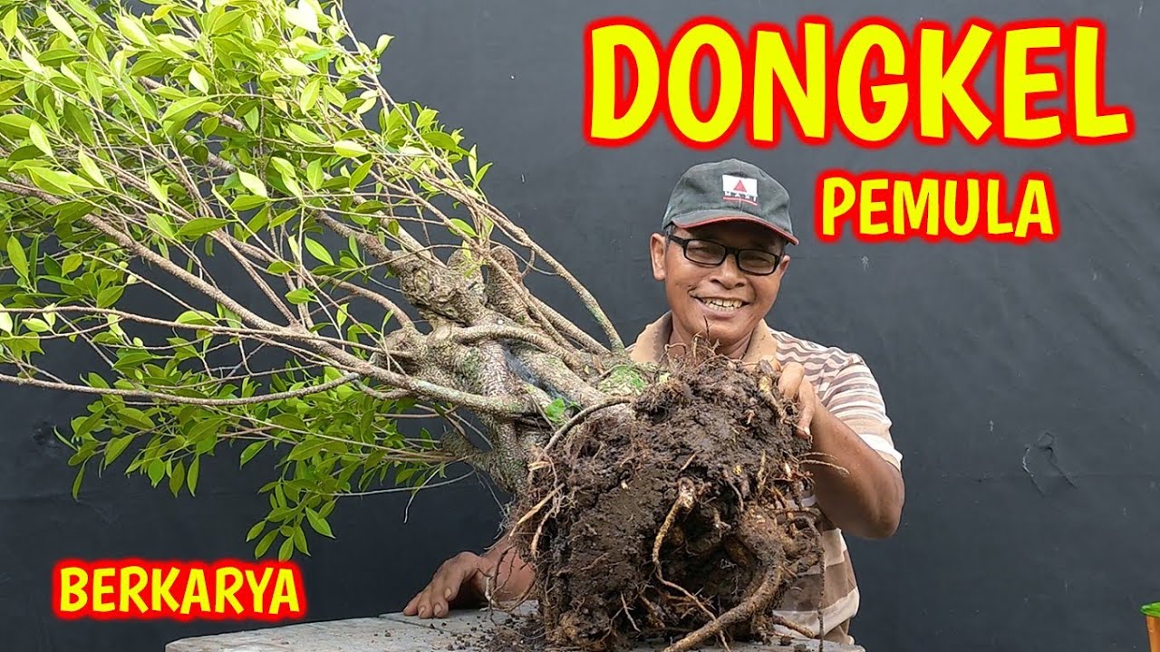Dongkel Bahan Bonsai Beringin Kimeng Untuk Para Sahabat Pemula