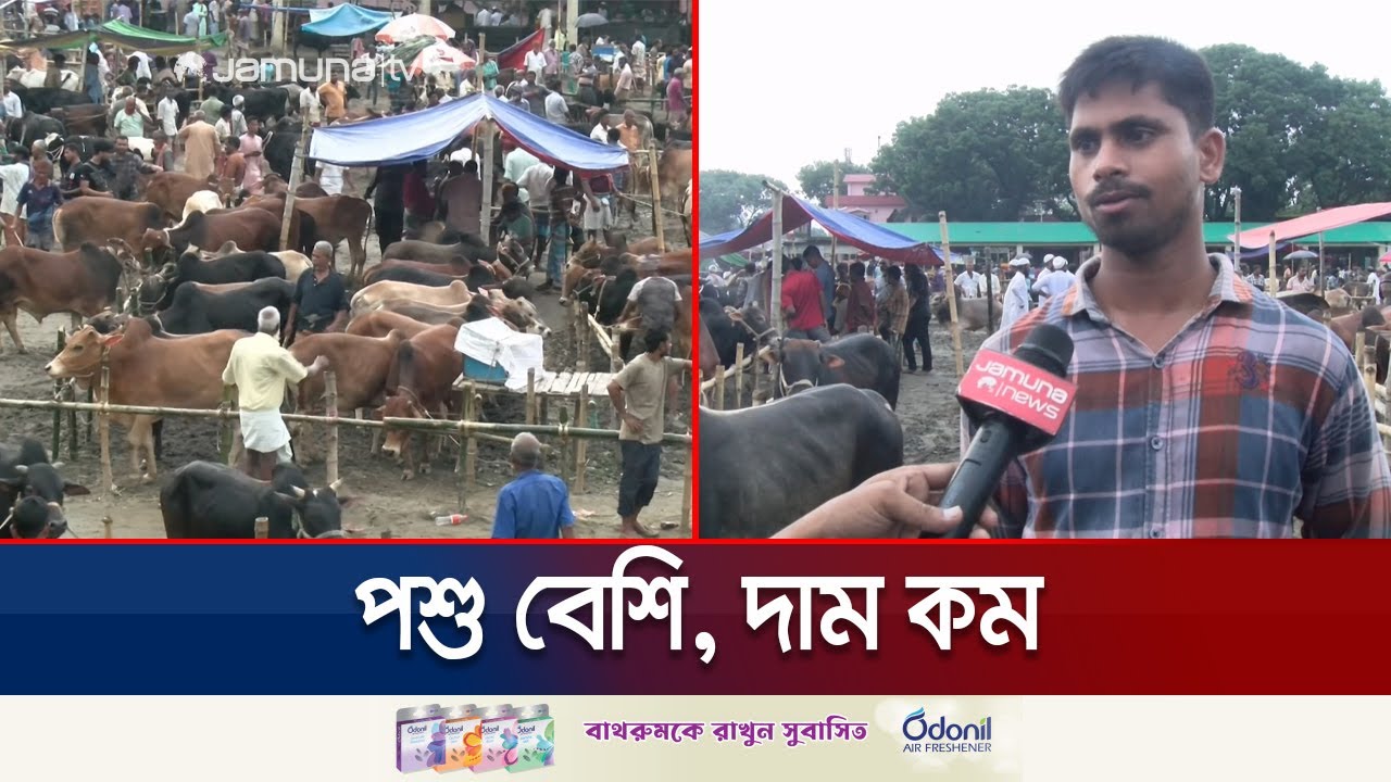 ‘আ. লীগ নেতাদের গরুর উপহার বন্ধ, কেউই ছাড়ছে না টাকা; কমেছে দাম’ | Rangpur Qurbani Hat | Jamuna TV